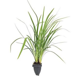 Emerald Goddess Liriope Muscari - 3 Live Plants - Drought Tolerant Low Maintenance Evergreen Ground Cover Grass