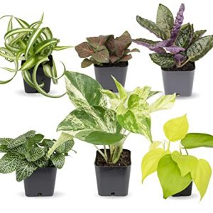 Easy to Grow Houseplants (6 Pack), Live House Plants in Plant Containers, Growers Choice Plant Set in Planters with Potting Soil Mix, Home Décor Planting Kit or Outdoor Garden Gifts by Plants for Pets
